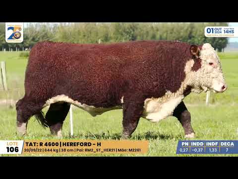 LOTE 106 4600 HEREFORD Leilão Santa Tereza e Madrinha 01/10/24 Camaquã/RS - Prod. Agência El Campo