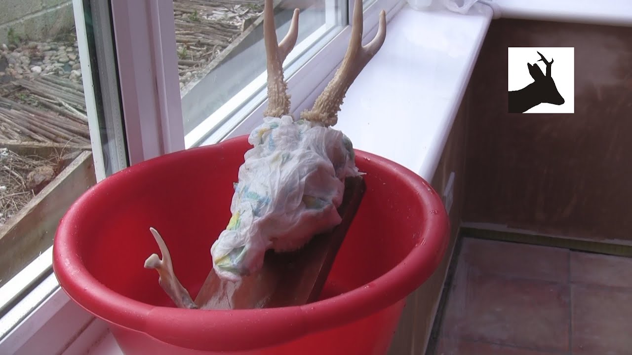 How to boil out deer head part 3. Bleaching. Non medal trophy head