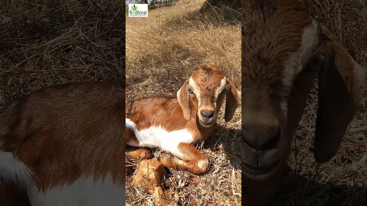 அழகான குட்டி 🥰💯 