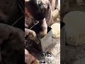 Amazing Recycling Process #shorts #recycle #amazing #shortsfeed #usashorts #ytshorts #youtubeshorts