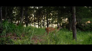 Testing the Cooke S4 Mini on RED Gemini