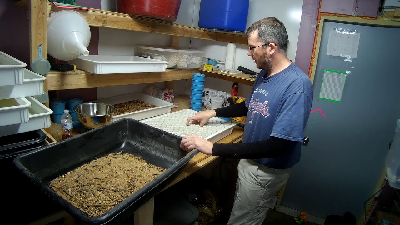 Superworm pupation process explained