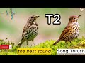 صوت السمن 2 صوت سمن ممتاز Mix Turdus Philomelos Sound Turdus Philomelos Turdus 