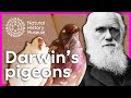 Darwin's Discoveries and the Role of Pigeons