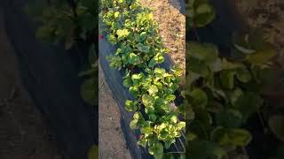 Doğubey Bombardimanadevam Ediyor Organik Gübre Konya Akören Musa Abinin Cilekleri.