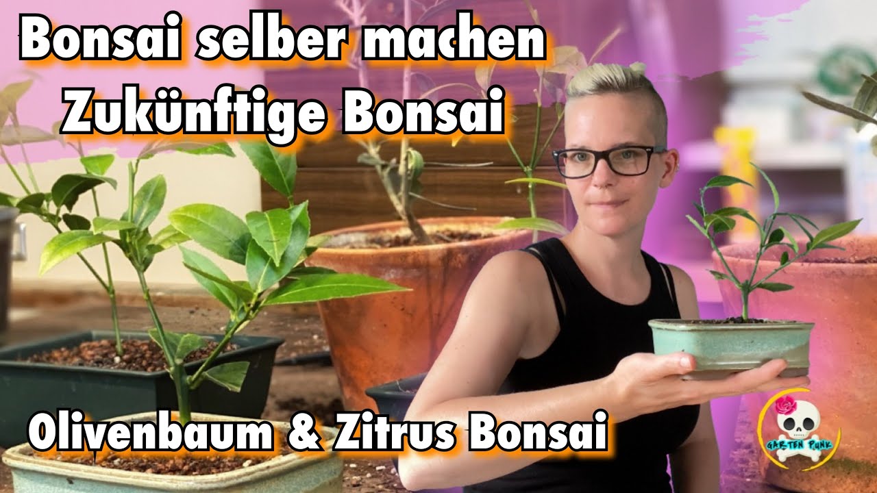 Bonsai selber ziehen / Zitrus Bonsai Olivenbaum Bonsai Auf dem Weg zum Bonsai YouTube