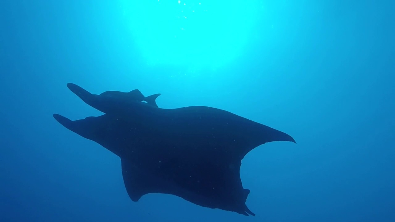 Safari Daedaluas and Brothers 05-2017