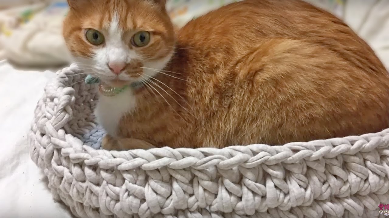 猫のためのdiy 猫ベッド完成 2匹の猫ハッチとマックへプレゼント かぎ編み Handmade Cats Bed Youtube