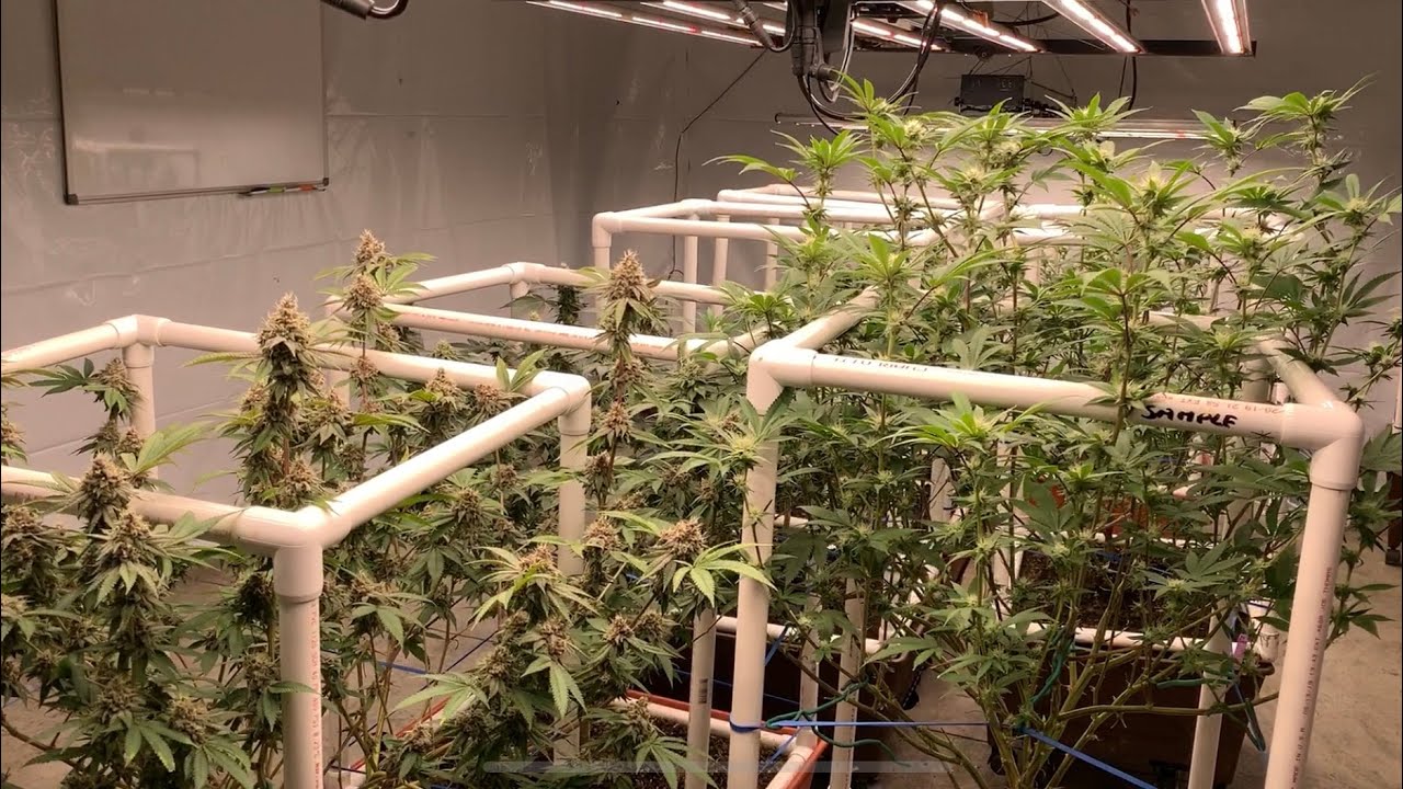 Indoor Cannabis Garden: How I Feed In Flower And Flushing / Finishing In Living Soil