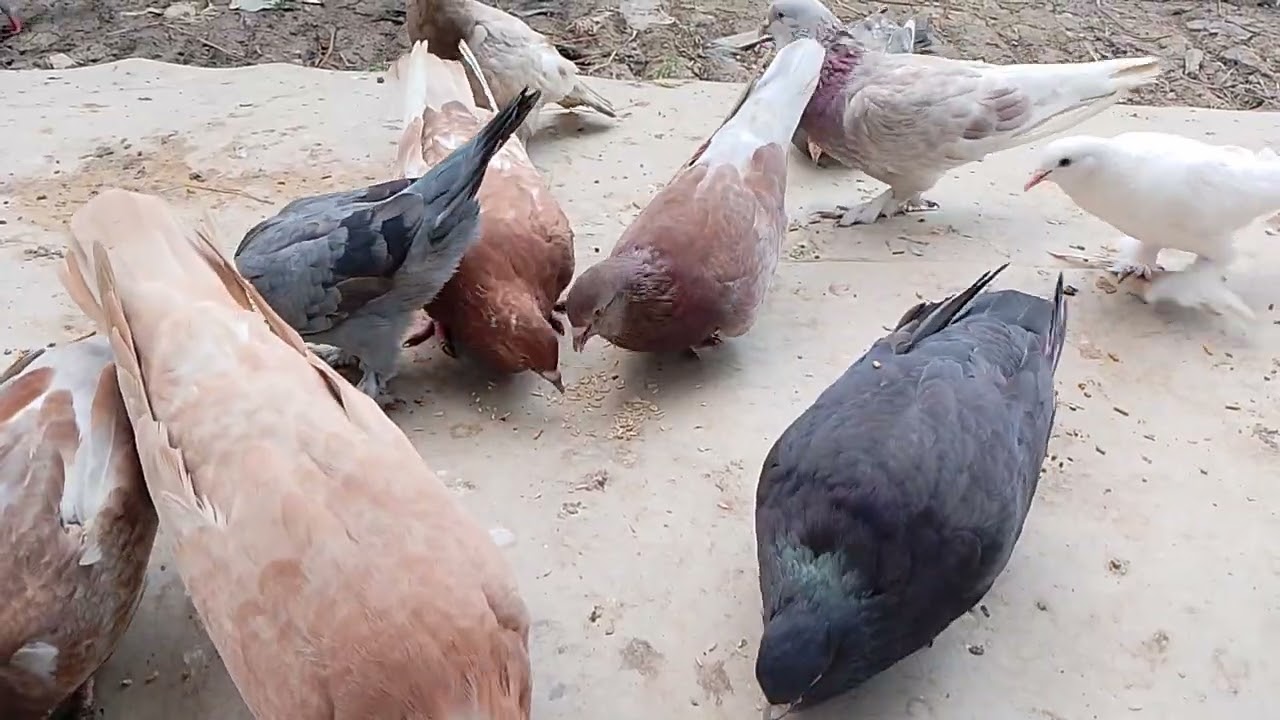 Bồ câu gà được 12 ngày tuổi rất nhanh lớn 