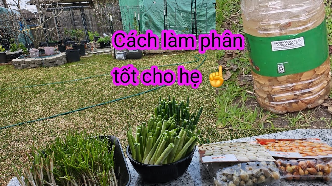 #658:Ra vườn trồng kiệu, hành lá, hành củ và Lần đầu chia sẻ cách ủ phân tốt cho hẹ. 