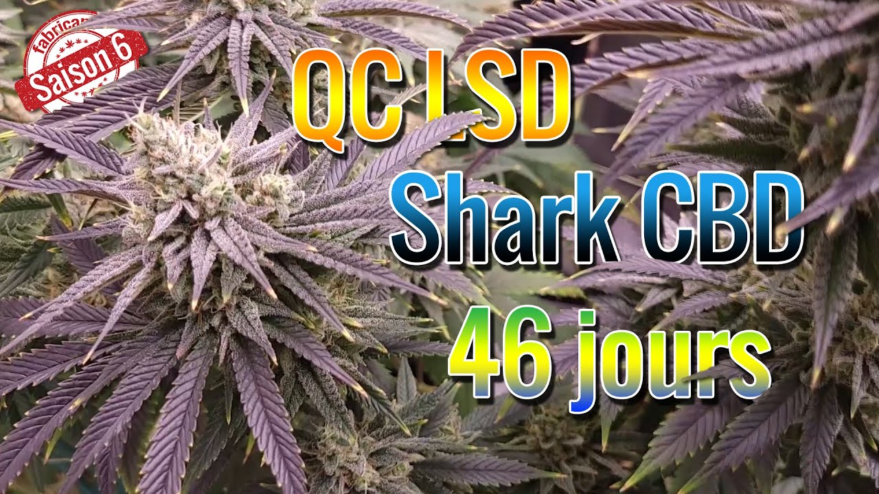 46 jours de floraison avec les Shark CBD et Québec LSD - S6E5