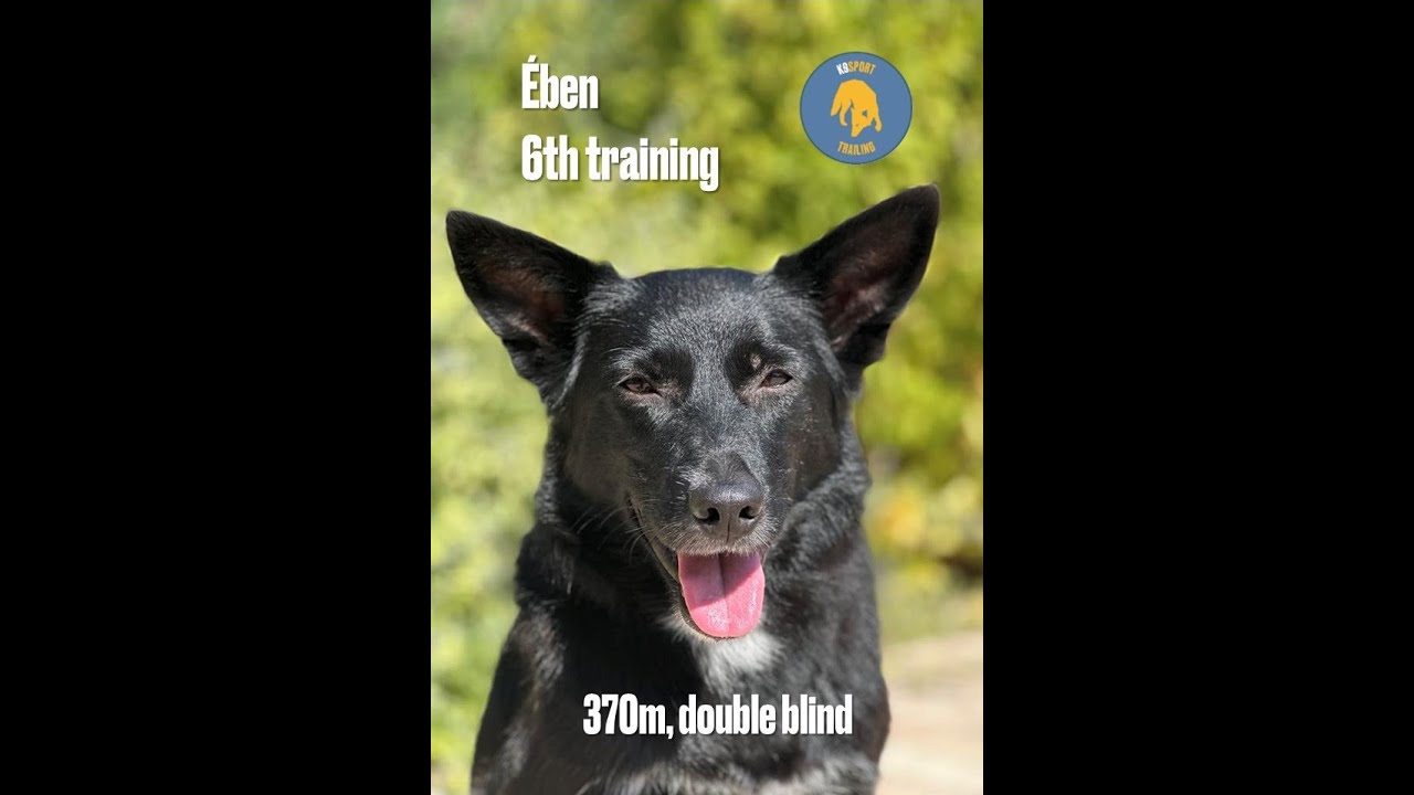Mantrailing - Ében - 6th training 370m, double blind (Dec.2024) - K9 Sport Trailing video