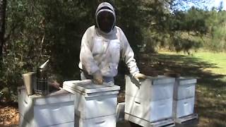 Vertical Split on Beehive