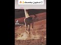 اخصامي مش حملي اضحك يله 2021