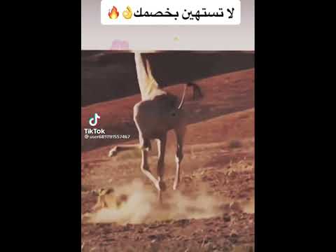 اخصامي مش حملي اضحك يله 2021