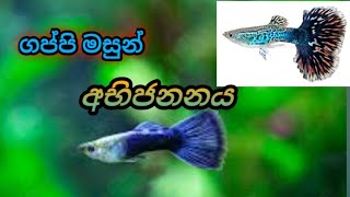 Guppy Breeding In Home/ ගප්පි මසුන් අභිජනනය / DTTSL @