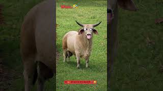 शेर की बहन के साथ छेड़खानी 🐅😂 #Thetharjaanwar #shorts #comedy #funny #viralshots #Thetharpuns