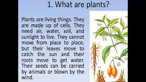 Green wealth/Class 3/Lesson 2 EVS What are plants? Types and Classification of plants?Uses of plants