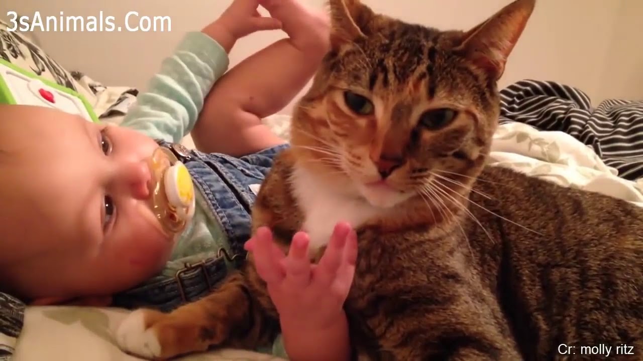 Cats Protecting & Taking Care Babies Videos Compilation 2019 😸 Cat