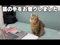 会議が行き詰ったのでいきなりネコを召喚してみた結果www