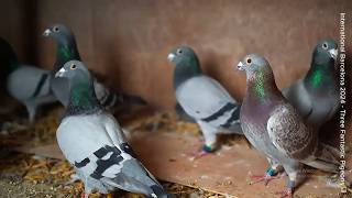 Download Lagu Legendary International Barcelona Race - FANTASTIC PIGEONS of Tijmen and Willem Koele MP3 Download Lagu Legendary International Barcelona Race - FANTASTIC PIGEONS of Tijmen and Willem Koele MP3