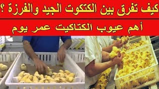 كيف تعرف الكتكوت الجيد لمزرعتك وتفرق بينه وبين الكتكوت الفرزة | أهم عيوب الكتاكيت عمر يوم