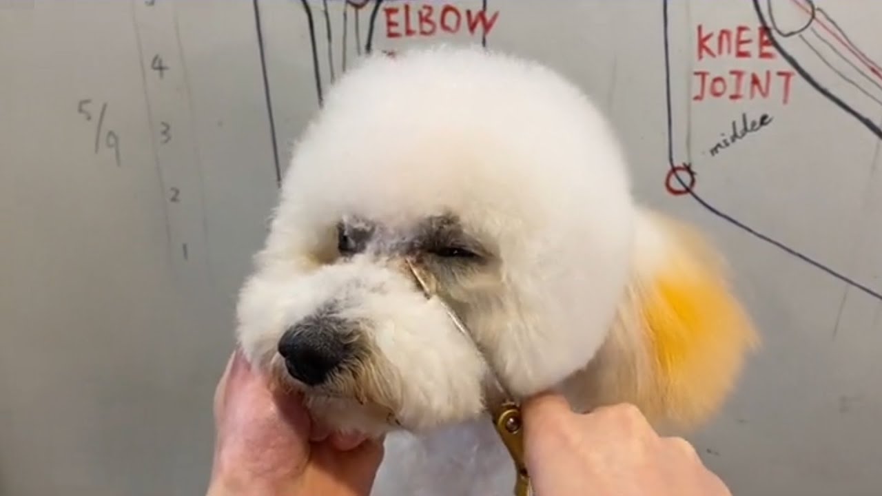 Cute Poodle Puppy Grooming Puppy Grooming Dog Grooming YouTube