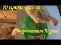 Индюшатам 10 дней ! Сколько весят индюшата в 10 суток ?!