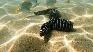 Face to face with a Zebra Moray Eel in very shallow water.