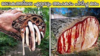 10 Most Dangerous Trees You Should Never Touch !