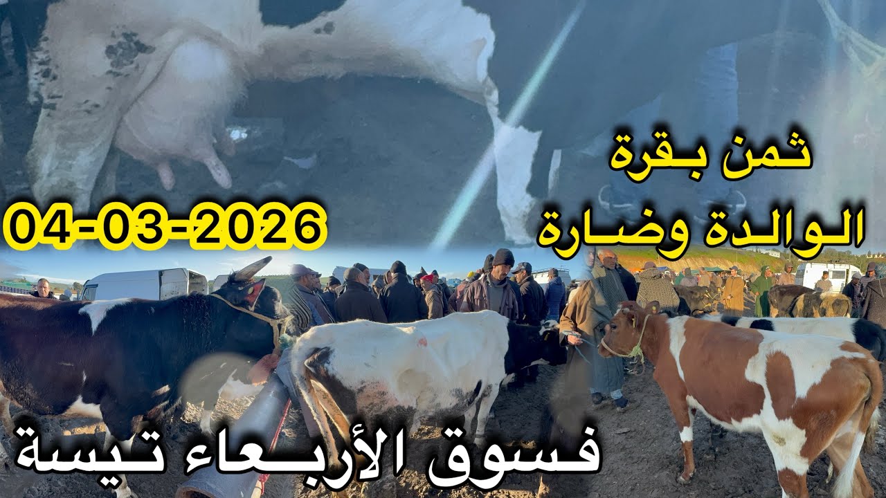 ثمن بقرة الوالدة وضارة فسوق أربعاء تيسة 04/03/2026