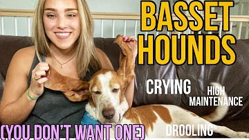 Why does my basset hound stink so bad?