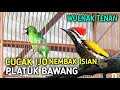 Cucak Ijo Gacor Nembak Isian Pelatuk Bawang Rapat Panjang, Wenak Tenan