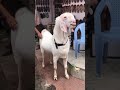 Chotu Dada Ki Bakri Eid Ka Bakra I Bakrey Wala Khandesh Hindi Comedy Chhotu Dada Comedy Video 2021