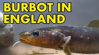Finding Britain's Lost Fish (BURBOT)