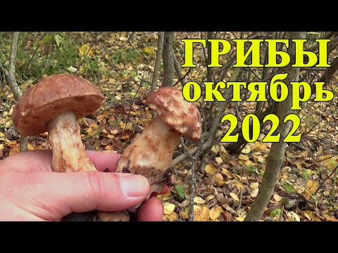 Грибная разведка в окрестностях Подольска 7 октября 2022 года. Грибы в Подмосковье октябрь 2022.