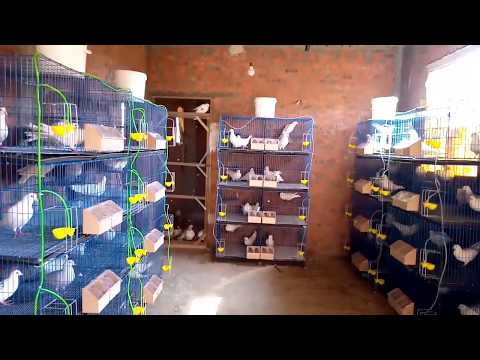 مشروع الحمام اللاحم الفرنسى داخل السلاكات حسين ابو عبده