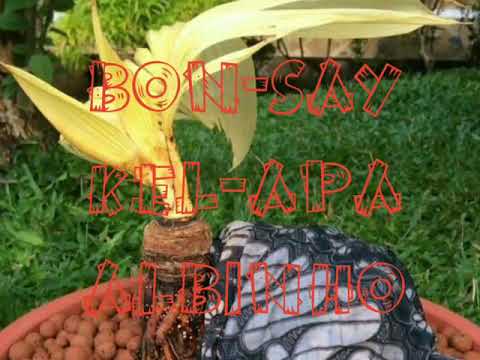 Bonsai Kelapa Albino Unik Dan Langka Youtube