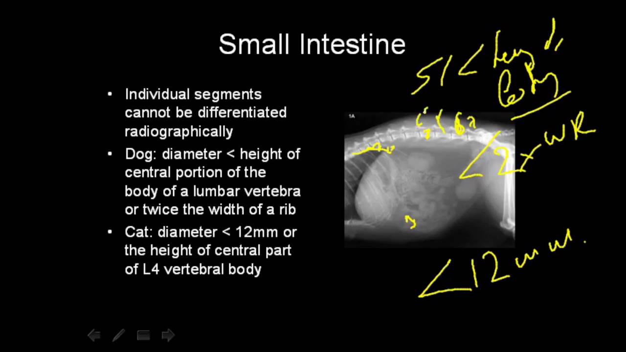 VET Talks - Normal Radiographic Anatomy of the Canine Abdomen - YouTube
