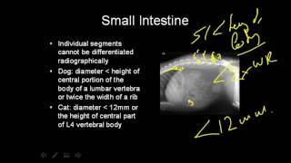 VET Talks  Normal Radiographic Anatomy of the Canine Abdomen