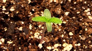 Week 1 Cannabis Seedling Stage!