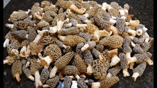 The Morel Mushroom Hunt of the Year  Finding 200 Morels in a Day!