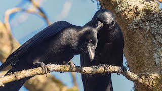 Crow Mates Love Each Other, And Look For Head Bugs