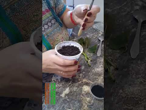 укоренение черенков герани
