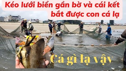 Đánh lưới biển gần bờ và cái kết bắt được cá lạ. Dân vùng biển