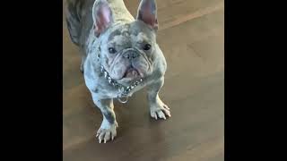 French Bulldog Raw Diet