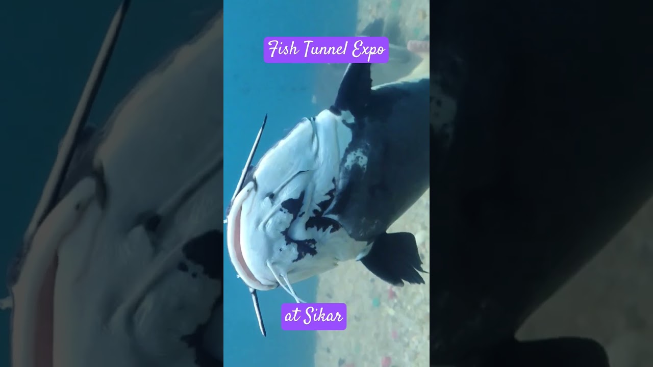 Fish Tunnel Expo🥰 at 
