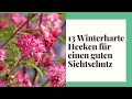 13 winterharte hecken fr einen guten sichtschutz