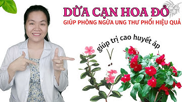 Tại sao dược liệu dừa cạn giúp trị huyết áp cao và phòng ngừa ung thư phổi hiệu quả